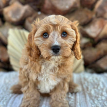 Load image into Gallery viewer, CHASE - Male Toy Cavoodle - Ready Now