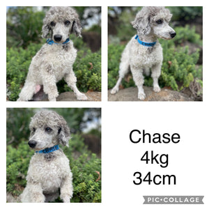 MAXWELL - Male  Toy Spoodle - Ready 1st Feb