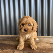 Load image into Gallery viewer, CHERRY - Female Toy Cavoodle - Ready 20 Oct