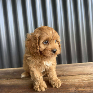 CHERRY - Female Toy Cavoodle - Ready 20 Oct