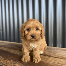Load image into Gallery viewer, CHERRY - Female Toy Cavoodle - Ready 20 Oct