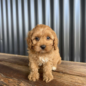 CHERRY - Female Toy Cavoodle - Ready 20 Oct