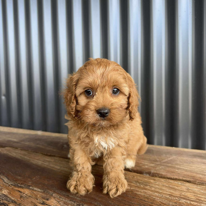 CHERRY - Female Toy Cavoodle - Ready 20 Oct