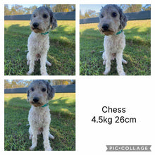 Load image into Gallery viewer, SNOOPY - Male Toy Cavoodle - Ready 30th March