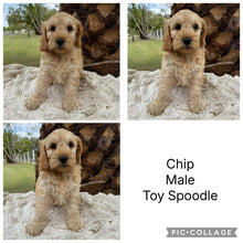 Load image into Gallery viewer, CHIP - Male Toy Spoodle - Ready Now