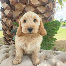 Load image into Gallery viewer, CHIP - Male Toy Spoodle - Ready Now