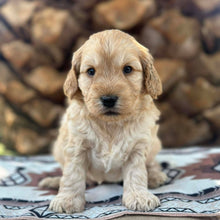 Load image into Gallery viewer, CHIP - Male Toy Spoodle - Ready Now