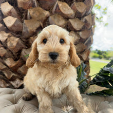 Load image into Gallery viewer, CHIP - Male Toy Spoodle - Ready Now