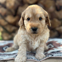 Load image into Gallery viewer, CHIP - Male Toy Spoodle - Ready Now