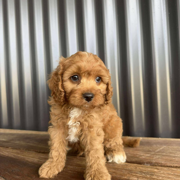 CHIP - Male Toy Cavoodle - Ready 20 Oct