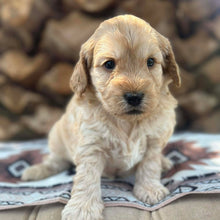 Load image into Gallery viewer, CHIP - Male Toy Spoodle - Ready Now