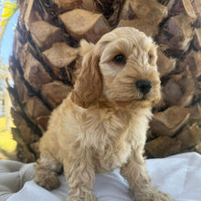 Load image into Gallery viewer, CHIP - Male Toy Spoodle - Ready Now