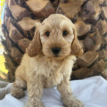 Load image into Gallery viewer, CHIP - Male Toy Spoodle - Ready Now