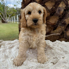 Load image into Gallery viewer, CHIP - Male Toy Spoodle - Ready Now