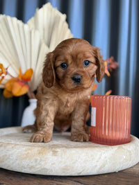 CHIPPER - Male Cavalier - ready 13th Nov