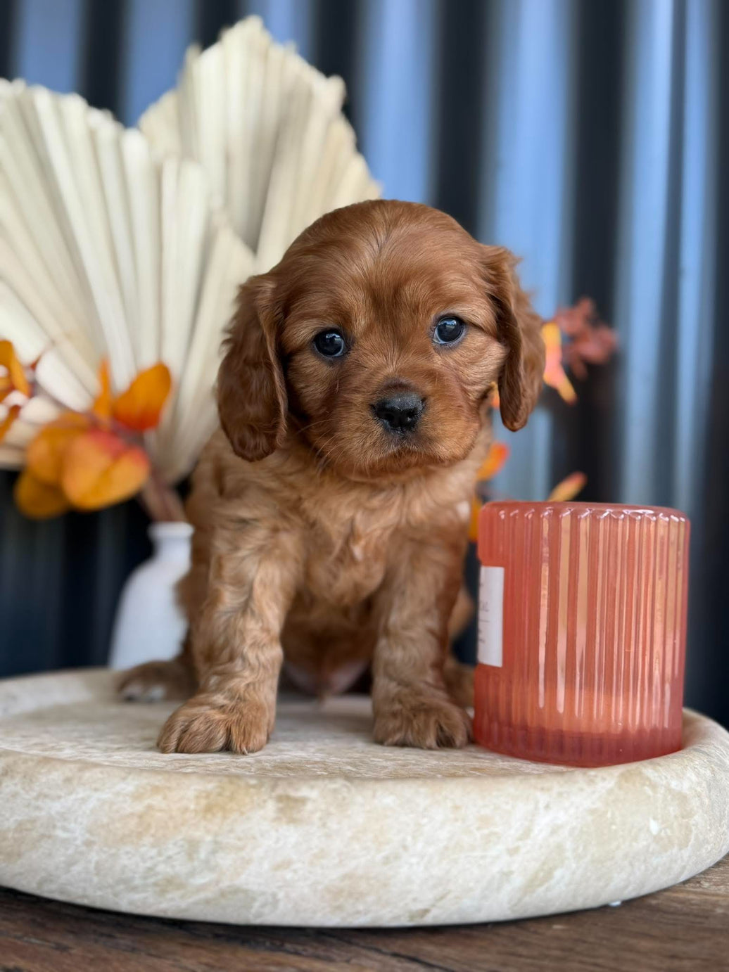 CHIPPER - Male Cavalier - ready 13th Nov
