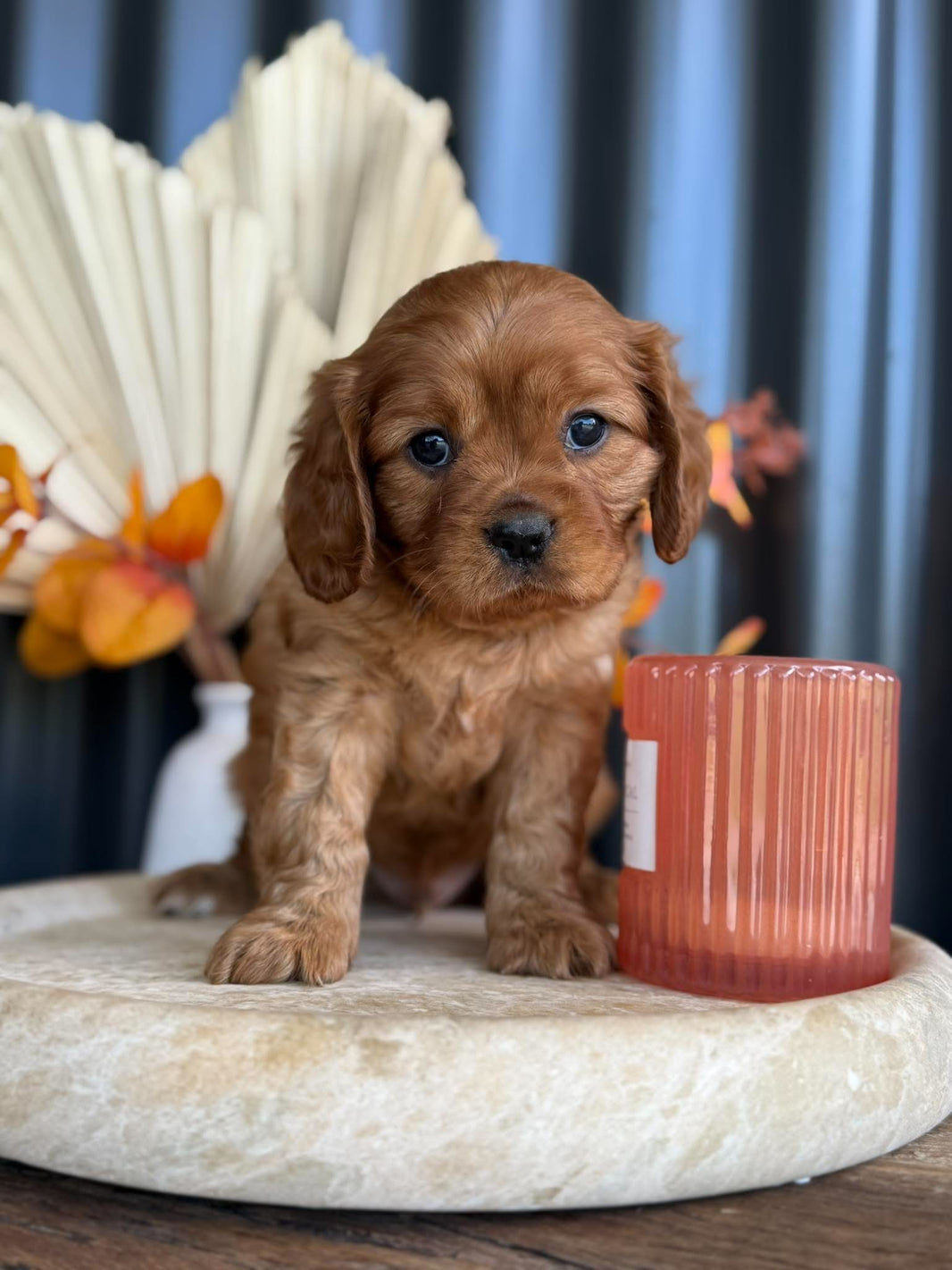 CHIPPER - Male Cavalier - ready 13th Nov