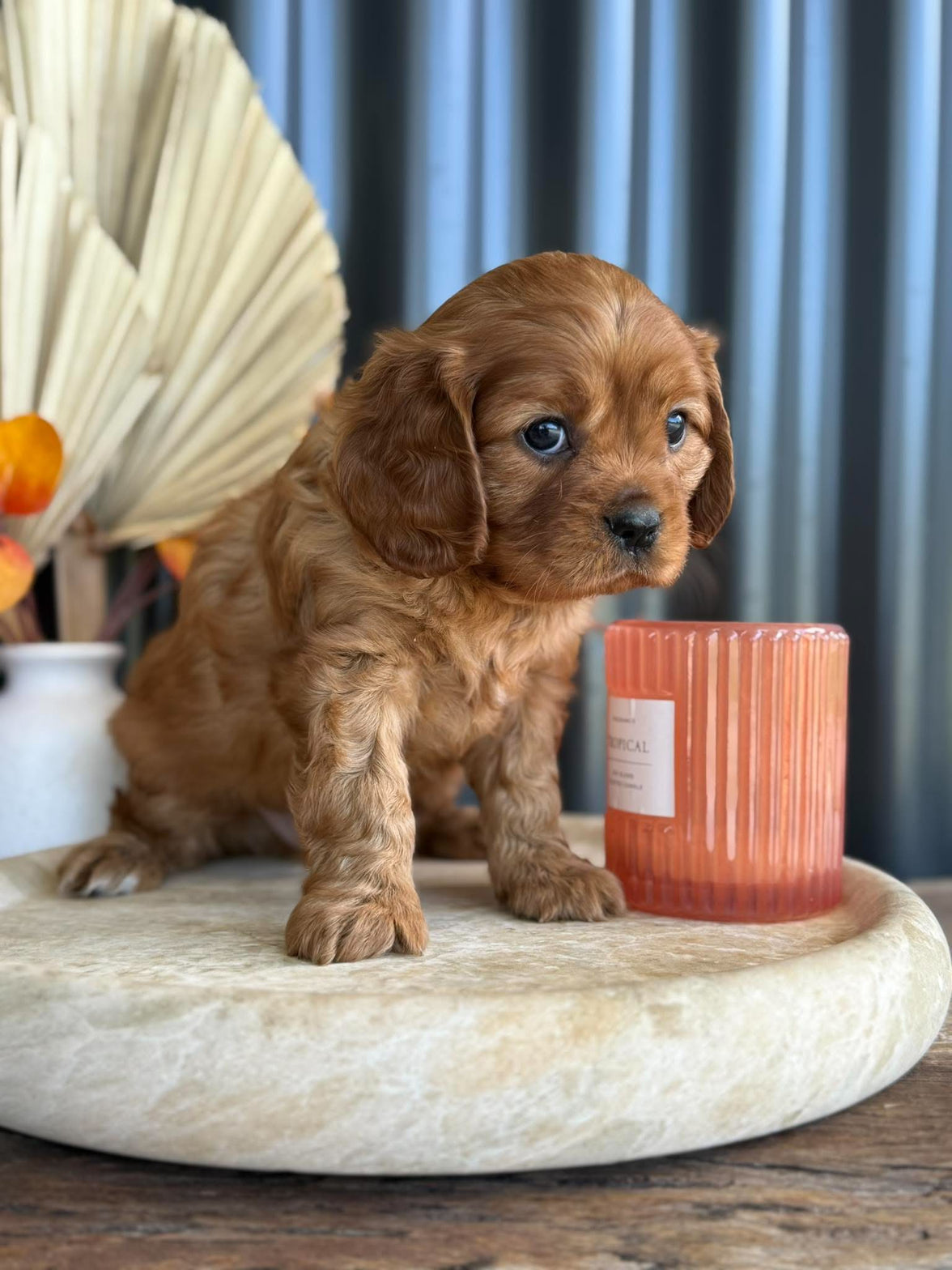 CHIPPER - Male Cavalier - ready 13th Nov