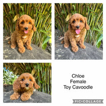 Load image into Gallery viewer, CHLOE - Female Toy Cavoodle - Ready Now