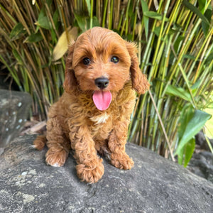 CHLOE - Female Toy Cavoodle - Ready Now