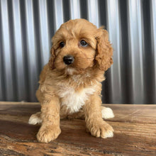 Load image into Gallery viewer, CHUCKLES - Male Toy Cavoodle - Ready 20 Oct
