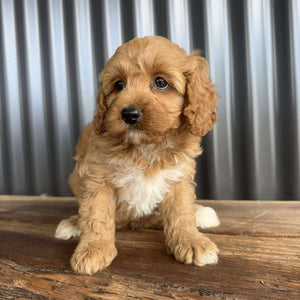CHUCKLES - Male Toy Cavoodle - Ready 20 Oct