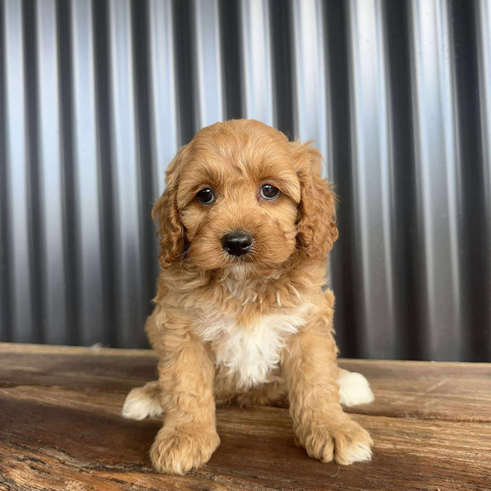 CHUCKLES - Male Toy Cavoodle - Ready 20 Oct