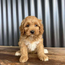 Load image into Gallery viewer, CHUCKLES - Male Toy Cavoodle - Ready 20 Oct