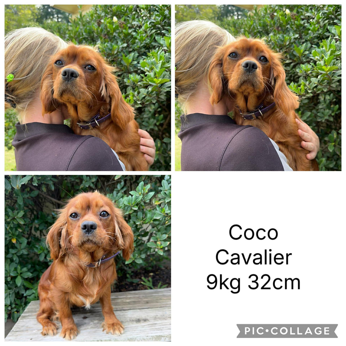 CHIPPER - Male Cavalier - ready 13th Nov