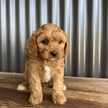 Load image into Gallery viewer, COLBY - Male Toy Cavoodle - Ready 20 Oct