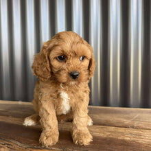 Load image into Gallery viewer, COLBY - Male Toy Cavoodle - Ready 20 Oct