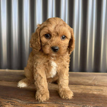 Load image into Gallery viewer, COLBY - Male Toy Cavoodle - Ready 20 Oct