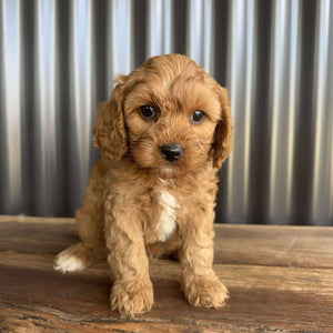 COLBY - Male Toy Cavoodle - Ready 20 Oct