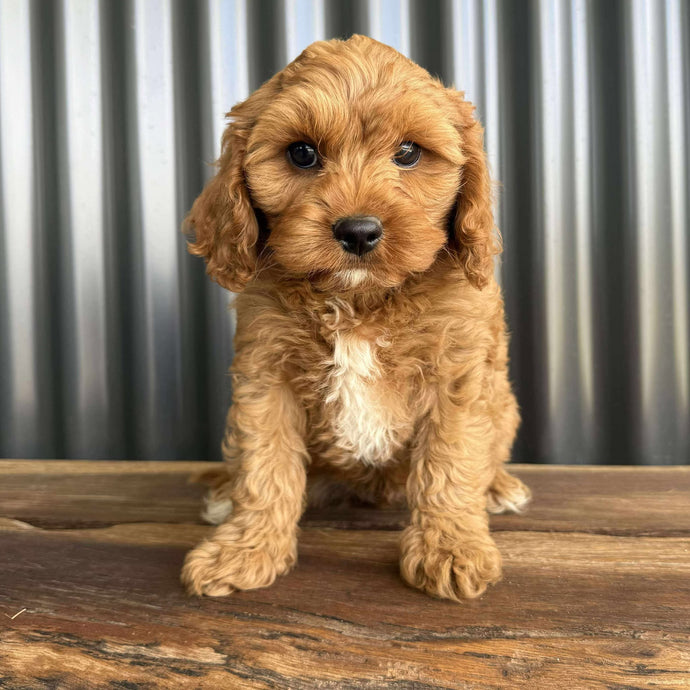 COLBY - Male Toy Cavoodle - Ready Now