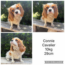 Load image into Gallery viewer, CHASE - Male Toy Cavoodle - Ready Now