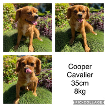 Load image into Gallery viewer, JACOB - Male - Cavalier - Ready 6th May