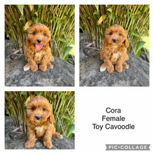 Load image into Gallery viewer, CORA - Female Toy Cavoodle - Ready Now