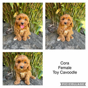 CORA - Female Toy Cavoodle - Ready Now