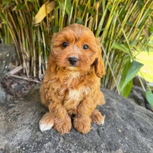 Load image into Gallery viewer, CORA - Female Toy Cavoodle - Ready Now