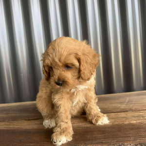 CORAL - Female Toy Cavoodle - Ready 20 Oct