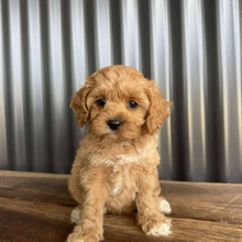 Load image into Gallery viewer, CORAL - Female Toy Cavoodle - Ready 20 Oct