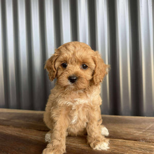 CORAL - Female Toy Cavoodle - Ready 20 Oct