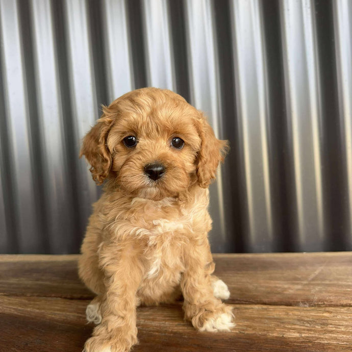 CORAL - Female Toy Cavoodle - Ready 20 Oct