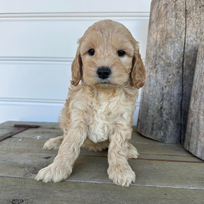 Products – Diamond Valley Kennels