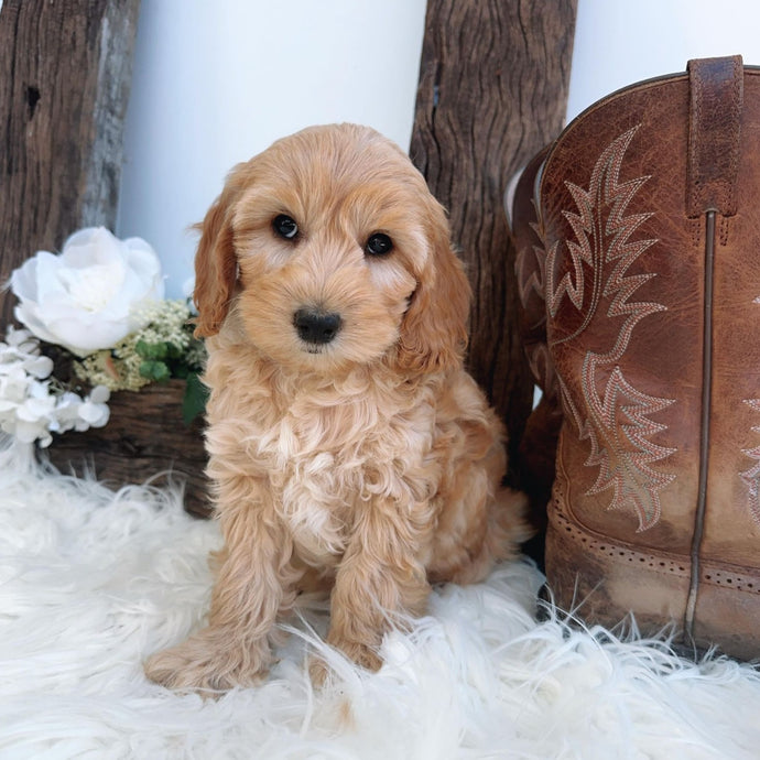 Spoodles – Diamond Valley Kennels