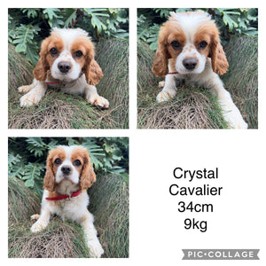 CORA - Female Toy Cavoodle - Ready Now