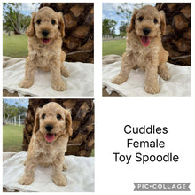 Load image into Gallery viewer, CUDDLES - Female Toy Spoodle - Ready Now