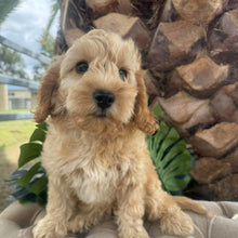 Load image into Gallery viewer, CUDDLES - Female Toy Spoodle - Ready Now