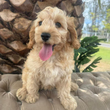 Load image into Gallery viewer, CUDDLES - Female Toy Spoodle - Ready Now