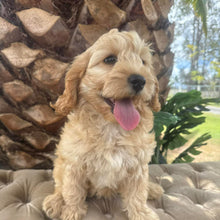Load image into Gallery viewer, CUDDLES - Female Toy Spoodle - Ready Now